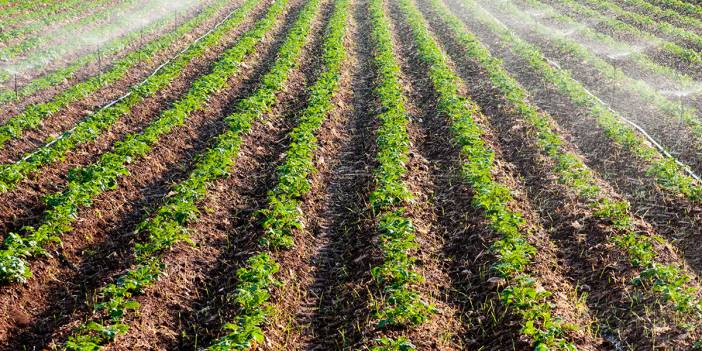 Yağış düzensizliği tarlaları vurdu: Kış sebzeleri risk altında