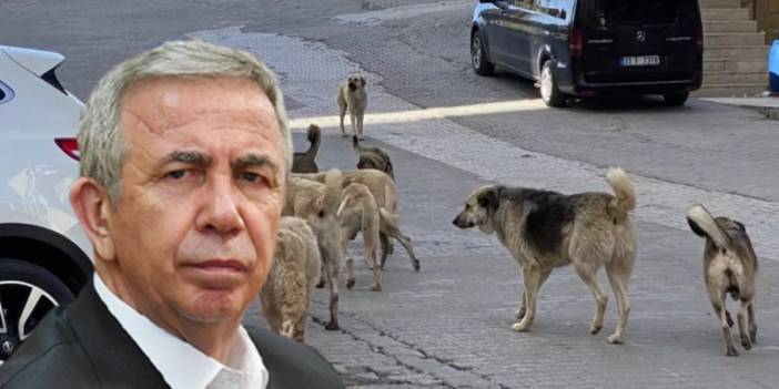 Sokak köpeklerini toplayan Mansur Yavaş'a halktan tepki! "Mansur Yavaş sana oy yok"