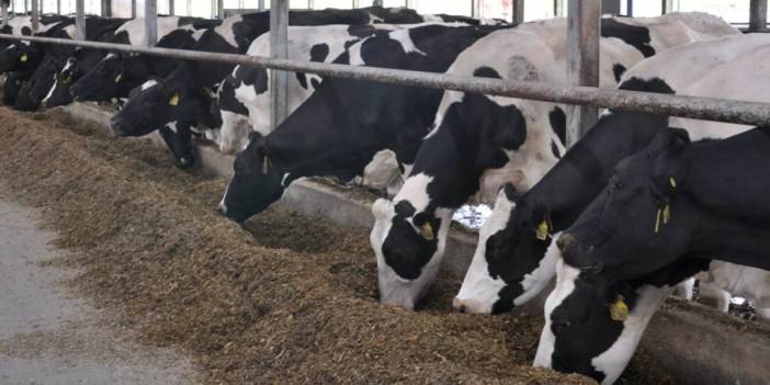Türkiye'de hayvancılık resmen bitiyor! TÜİK açıkladığı verilerle korkuttu: Böyle giderse et ve süt fiyatları daha da uçacak