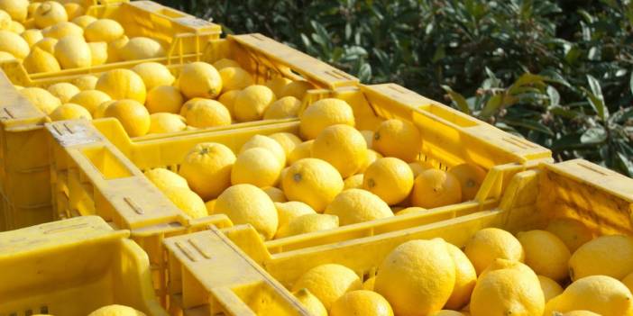 Limon üreticide 2.5, markette 18 TL