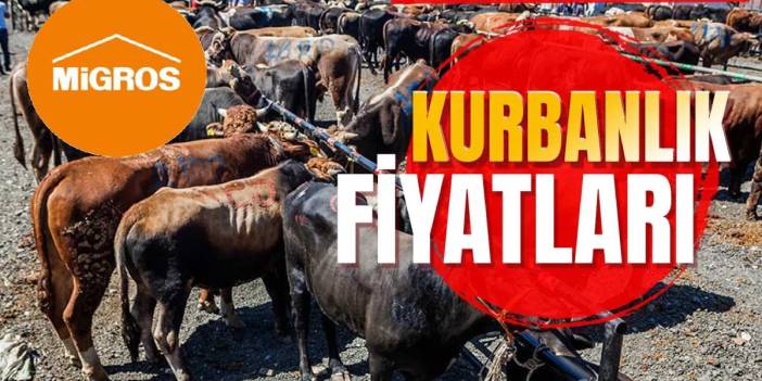 Migros 2024 kurbanlık fiyatları: Küçükbaş ve büyükbaş kurbanlık satışları başladı, işte fiyatları