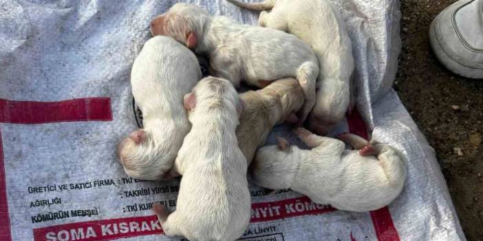 Çöpe atılan çuvaldan 6 köpek yavrusu çıktı