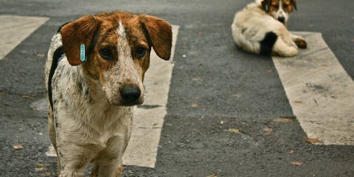 Türk Veteriner Hekimleri Birliği'nden sokak hayvanlarıyla ilgili yasa teklifine tepki: Bu ülkenin insanları asla kabul etmez