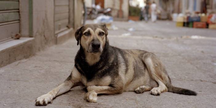 Taslağın detayları ortaya çıktı: Sokak köpekleri düzenlemesinde neler var?