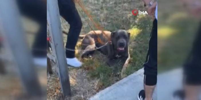 İstanbul'da başıboş pitbull köpeği dehşet saçtı: 2 kişi yaralandı: "Polis köpek sahibine değil bana tepki gösterdi"