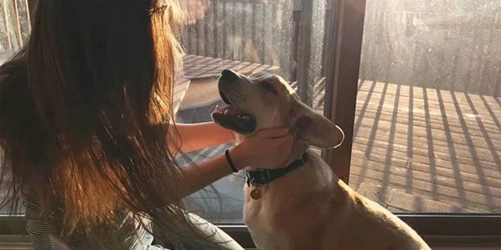 Evcil hayvan besleyenler dikkat: Son gün belli oldu! Yeni görev ve sorumluluklar resmiyet kazandı