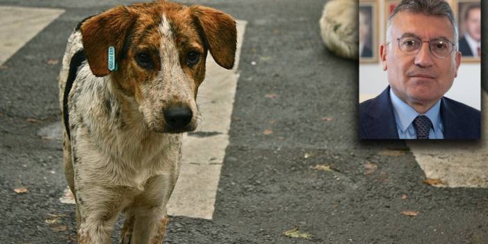 Sokak hayvanlarına yönelik kanun teklifi TBMM'de: Sahiplendirilemeyen köpekler itlaf edilecek