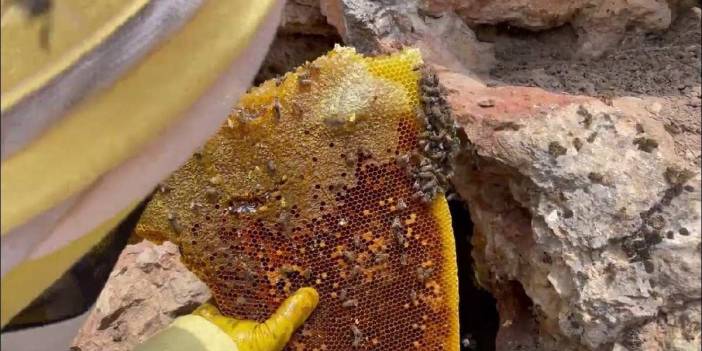 Ne Anzer balı, ne deli bal! En etkili ve şifalı bal buymuş: Faydası diğerlerini solda sıfır bırakıyor