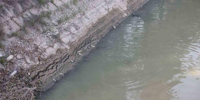 Suyun rengi değişti... Asi Nehri'nde korkutan balık ölümleri