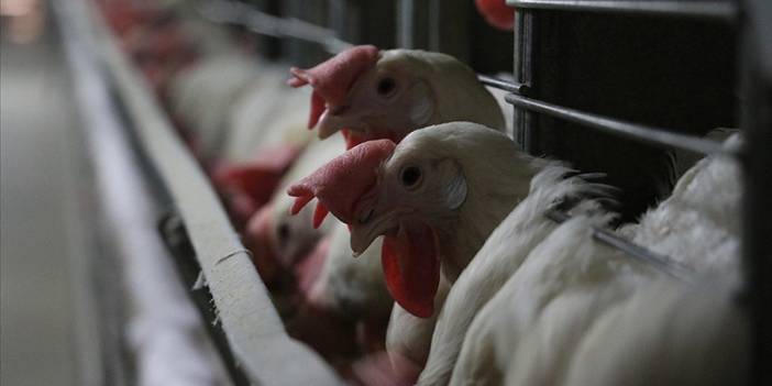 Hastaneye nakledildikten sonra doğrulandı: İlk kez bir insanda görüldü!