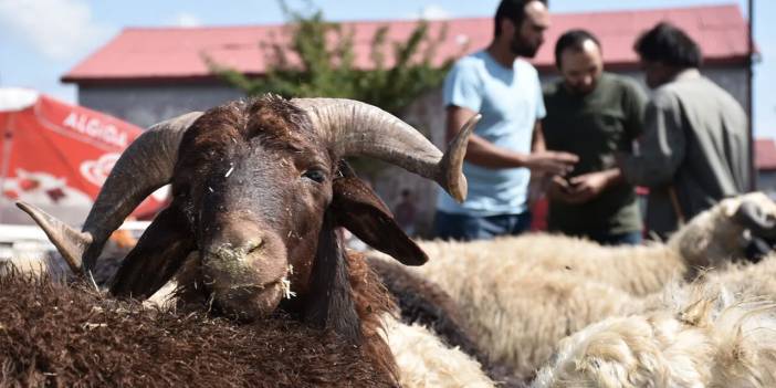 Kurban Bayramı için geri sayım başladı! Kurbanlık alacaklar bu parayı gözden çıkarsın: İşte büyükbaş ve küçükbaş fiyatları
