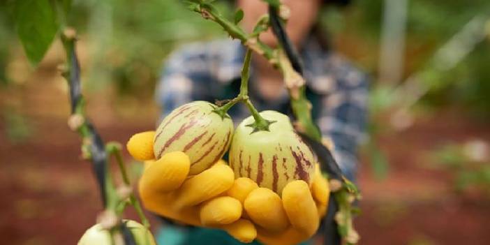 Akdeniz’in panzehir meyvesi! Tadı kavun ama kökeni salatalıktan geliyor! Üretimi hızla yayılıyor, kilosu 120 TL’yi buluyor