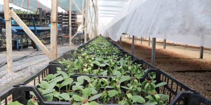 Antalya'da yerel üreticiyi desteklemek için ücretsiz dağıtılacak: 15 Nisan başlıyor!