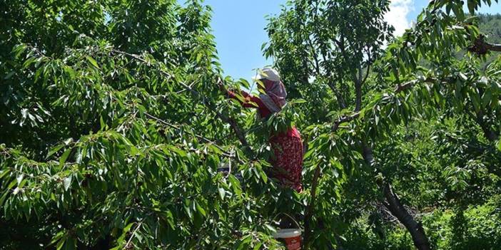 Açık artırmada fiyatı dudak uçuklattı: İlk hasat yapıldı kilosu altınla yarıştı!