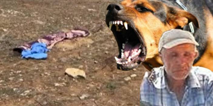 Yine başıboş köpek faciası! Talihsiz adam olay yerinde hayatını kaybetti: "Cenazenin üzerinde bekliyordu"