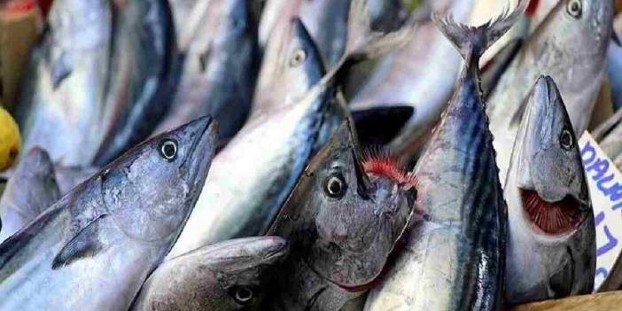 Av yasağının başlamasıyla birlikte fiyatlar arttı! Balıklar tezgahta yüksek fiyatlarıyla boy gösteriyor