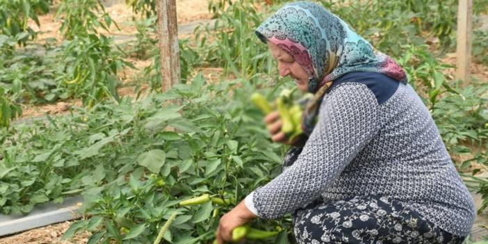 Bir avuç tohumla başladı, ünlü isimlere bile ulaştı! 50 dekarda üretiyor, ‘Başaramazsın’ diyenleri çatlatıyor
