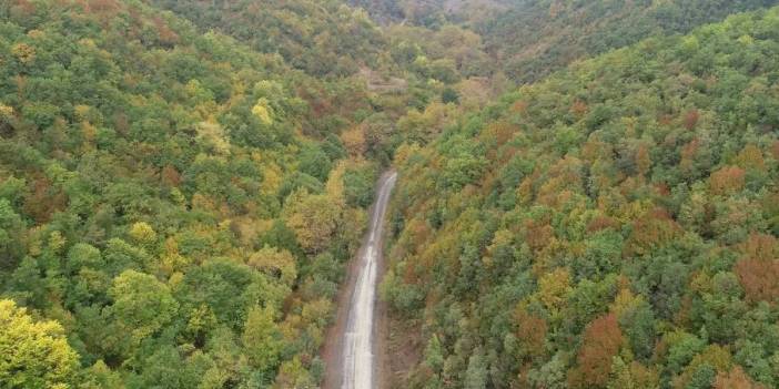 Kuzey ormanlarında yeni tehdit: Türbinler yolda, ağaçlar tehlikede