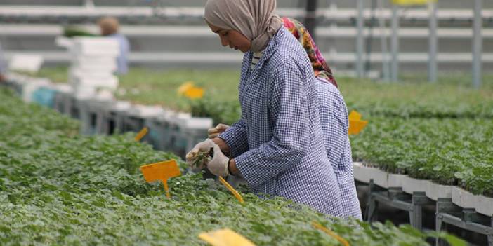 Karadeniz’in tarım gücü dünyaya kendini gösteriyor! Küçücük ilçede üretiliyor, 5 ülke hepsini oradan alıyor!