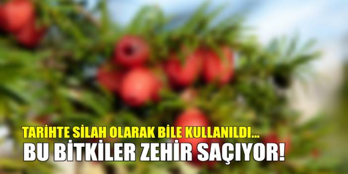 Bu bitkiler şifalı değil zehirli! Tarihte silah olarak bile kullanıldı: Vücuda çok büyük zararları var