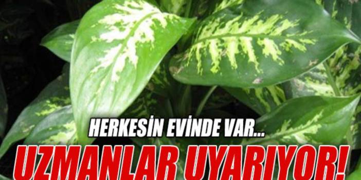 Sosyal medyada viral oldu: "Bu çiçek yüzünden zehirlendim!" Evinde bu çiçek olanlar dikkat