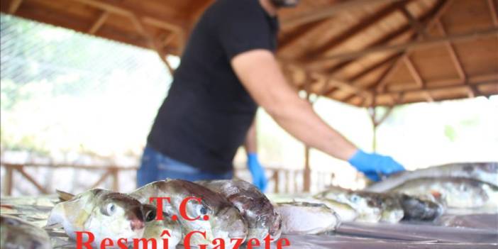 Bu balığı getirenin cebi dolacak! Kilo başına 35 TL teşvik verilecek: Resmi Gazete’de yayımlanarak duyuruldu