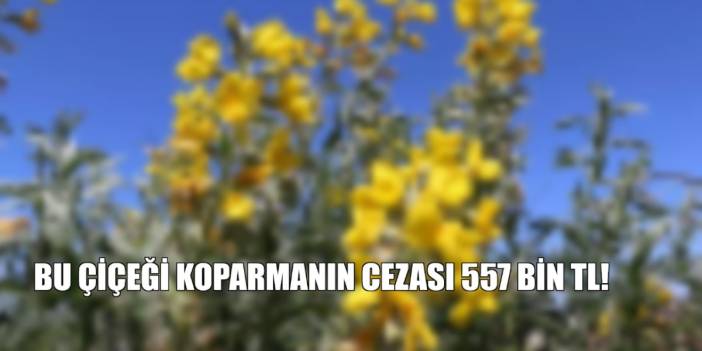 Bu çiçekten uzak durun! Koparmanın cezası 557 bin TL! Sadece o ilimizde yetişiyor