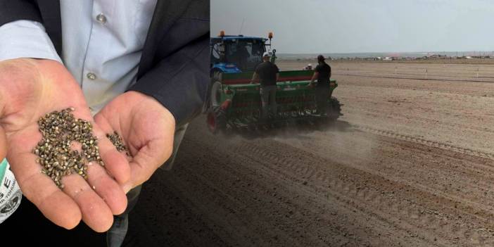 Yasaklı bitki olarak biliniyordu, şimdi tarımda devrim yapacak! Konya’da 15 dekar alana ekildi: Gelecek vaat etti
