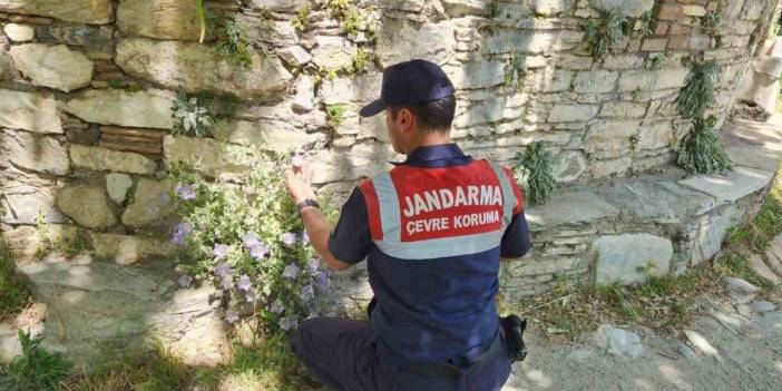 O çiçeğe dokunmanın bedeli ağır: Endemik türü koparmanın cezası yarım milyonu geçiyor
