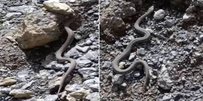 Burası Meksika değil Türkiye! Dünyanın en zehirli yılanı, tek sokuşunda felç bırakıyor: O ilimizde istila başladı
