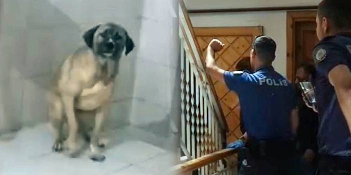 Evinde 12 köpekle yaşayan kadın gözaltına alındı! Komşuları şikayet edince polis baskın düzenledi