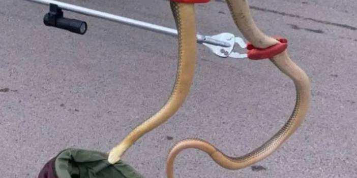 Burası Amerika değil Türkiye! Dev yılan bir anda ortaya çıktı. O ilimizde korkulan istila başladı