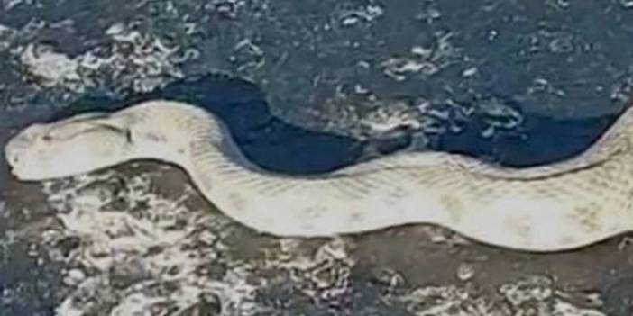 Bu manzara herkesi şaşkına çevirecek! Burası Afrika değil Türkiye. Dünyanın en zehirli dev yılanı, istila başladı