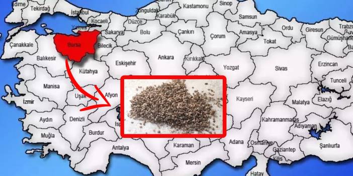 Türkiye’yi dört dolandı! Bursa’da alarm verildi: Böcek istilası verimi düşürüyor