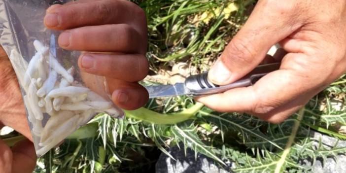 Kökünden servet fışkırıyor! Bu bitki migrene ve cebe iyi geliyor: Kilosu 12 bin liraya satılıyor
