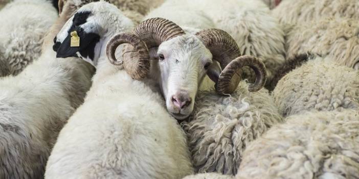 Kurbanlık harcamaları 147 milyar lirayı aşacak: Hisse bedeli 45 bin TL'ye dayandı