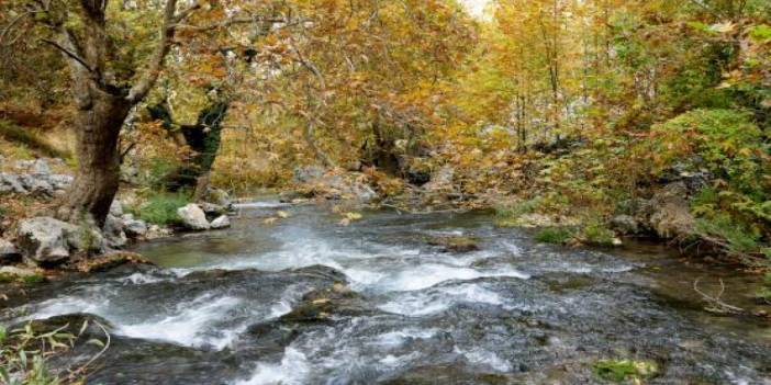 Maydanoza benzeyen zehirli ot can alabiliyor! Uzman uyardı: Şifa sanılıyor, zehirlenmeye yol açıyor