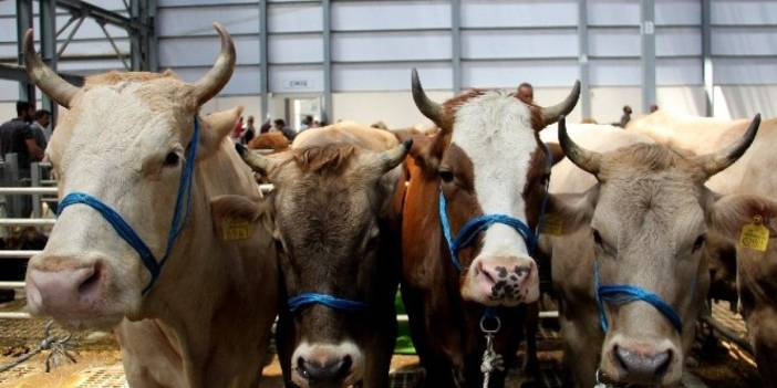 Hayvanlarını pazara götüremeyenler dikkat! İşte devletin alım şartları