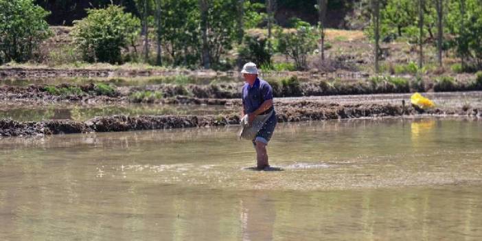 Tarlalar suya doydu, hasat zamanı yaklaştı! Beyaz altın gün sayıyor: Su içinde yetişiyor, değeri her geçen gün artıyor