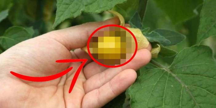 Çiçek açıyor, altın gibi gelir sağlıyor! Topraktan gelen servet: Hasat mevsiminde resmen para yağdırıyor