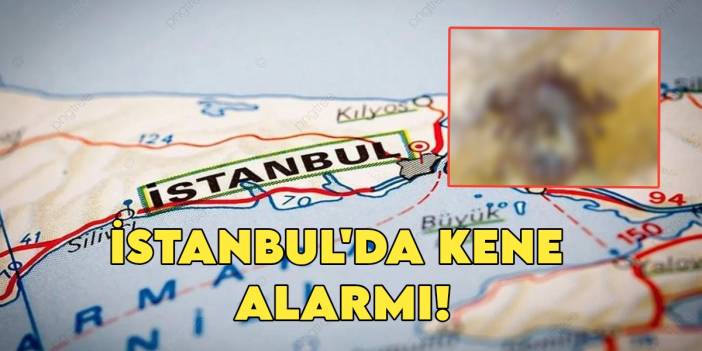 İstanbul'da kırmızı alarm! O ilçede binlerce kene sokağa indi, görüntüler mide bulandırdı!Profesör uyardı "Acil tedbir alınmalı"