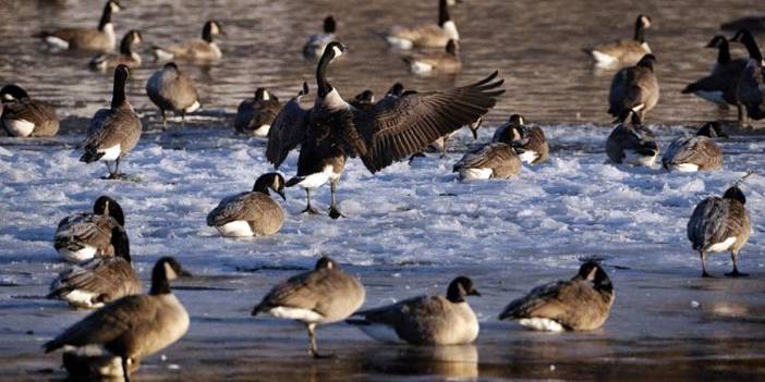 Avrupa'da biyoçeşitlilik krizi: Küresel ekonomik yıkıma yol açıyor! İklim değişikliği kadar ciddi sorun