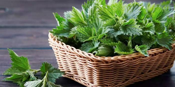 Tarlada bahçede görünce yolumuzu değiştiriyorduk ama meğer bağışıklığı çelik gibi yapıyor, cildi temizliyor, ödem attırıyormuş