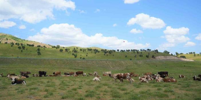 Çoban ücreti şoke etti! 1 milyonluk ücret karşılığında köylüler kendi dermanı oldu: Çözümü böyle buldular