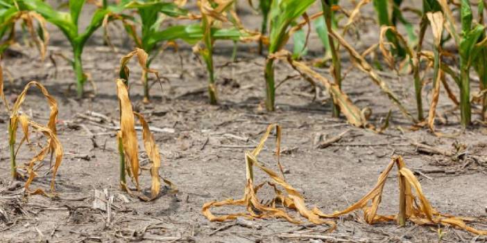 Temmuz sıcakları tarımı vurdu: Nohuttan zeytine yüzde 40’a varan kayıp bekleniyor