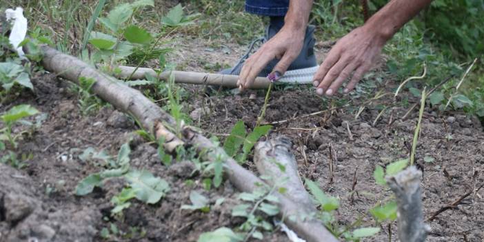 Merakla başladılar servet kazandılar! Bir dönümünden çıkan gelir dudak uçuklatıyor