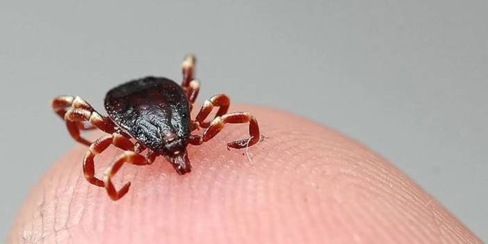 Kene bir can daha aldı: KKKA'dan ölenlerin sayısı artıyor