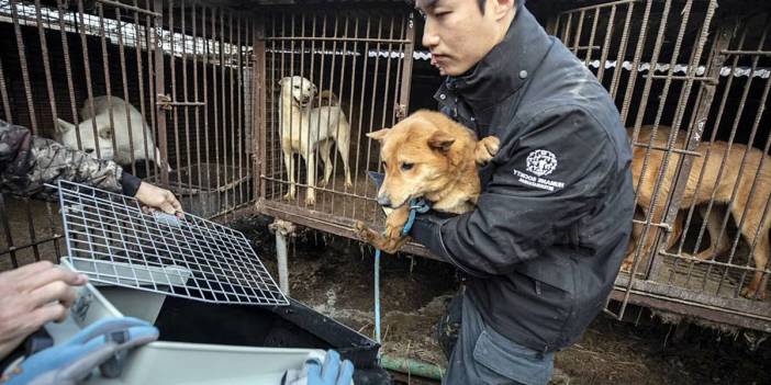 Köpek eti yasağı Güney Kore'de krize yol açtı! Binlerce yetiştirici ve 500 bin köpek ne olacak?