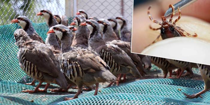 Kene alarmına karşı doğal önlem: Binlerce keklik doğaya salındı