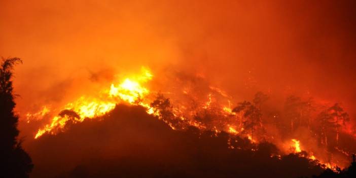 Orman yangınlarının acı bilançosu: 21,6 milyon TL destek sağlandı